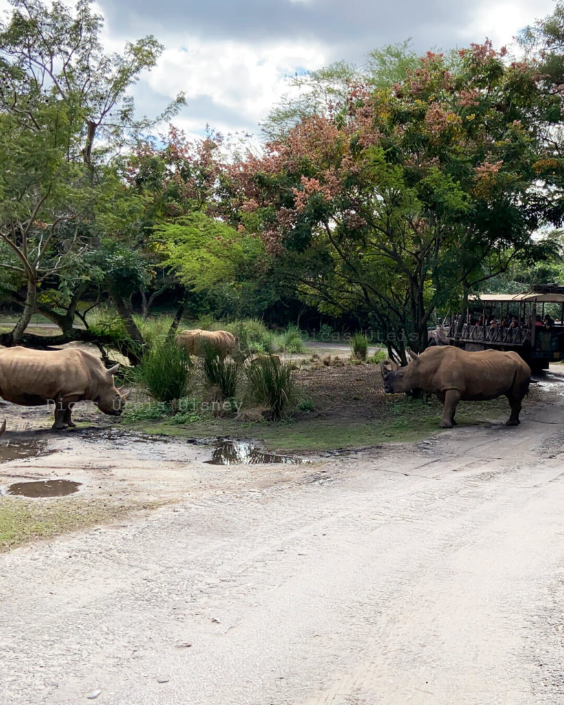 atrações mais concorridas no Animal Kingdom kilimanjaro