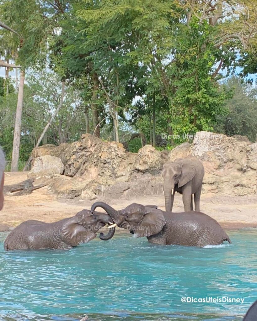 omo-e-area-afria-animal-kingdom-atracao-kilimanjaro-safari-2-icas-uteis-disney