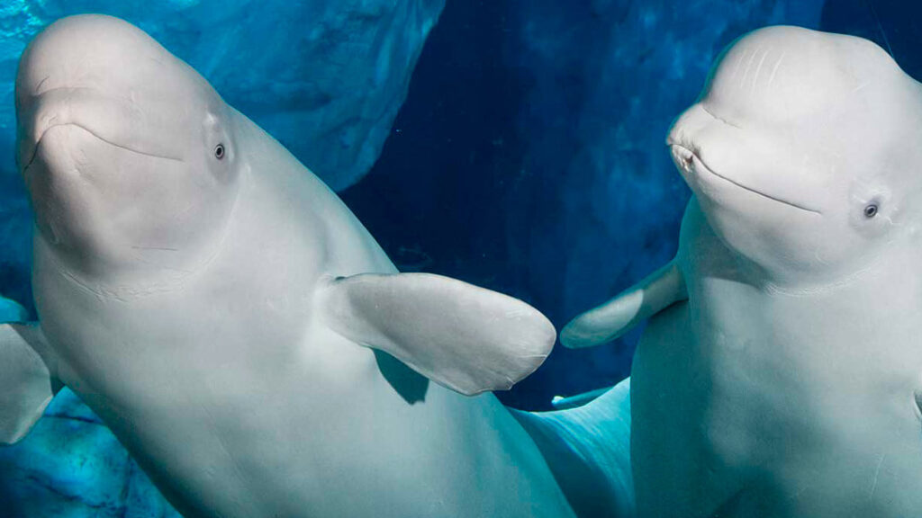 Como-e-area-ice-breaker-seaworld-atracao-wild-artic-dicas-animais-uteis-disney