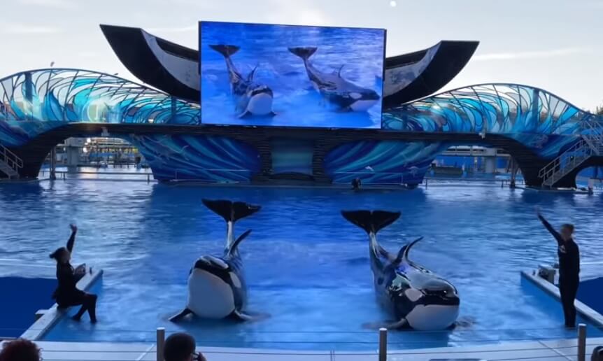 Como-e-area-ice-breaker-seaworld-show-orca-encounter-show-baleia-chegar-dicas-uteis-disney