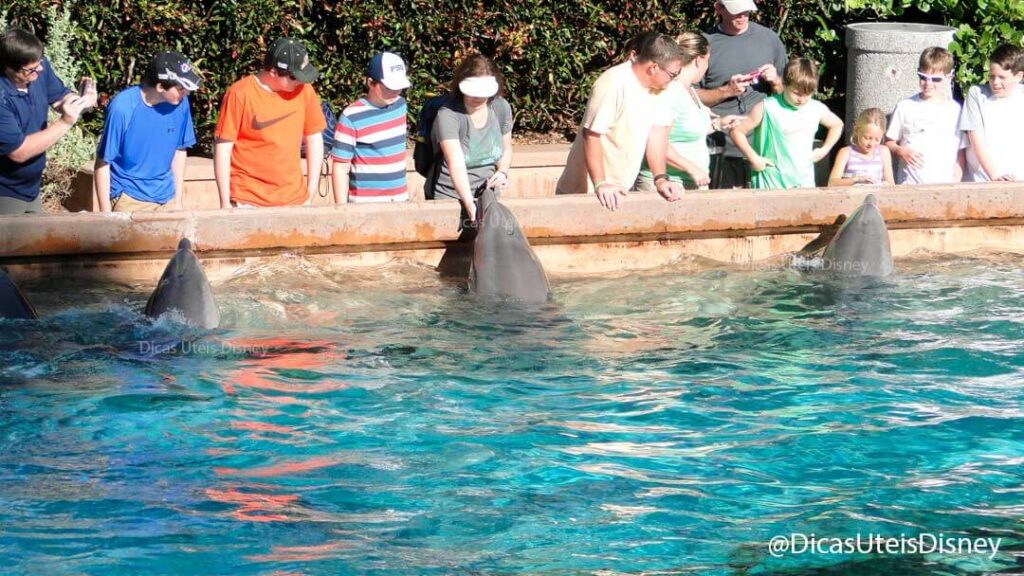 como-e-area-manta-seaworld-orlando-Dolphin-Nursery-Dolphin-Up-Close-Tour-dicas-uteis-disney