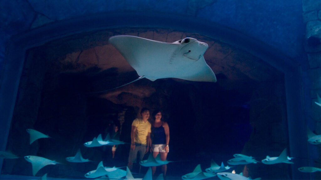 como-e-area-manta-seaworld-orlando-Manta-Aquarium-dicas-uteis-disney