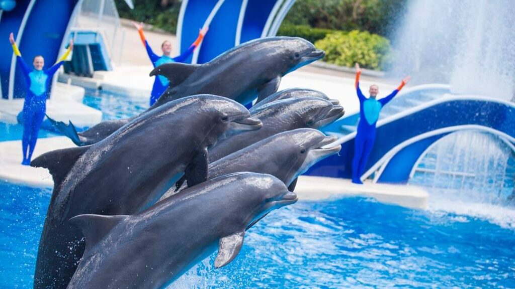 como-e-area-manta-seaworld-orlando-show-dolphins-days-dicas-uteis-disney