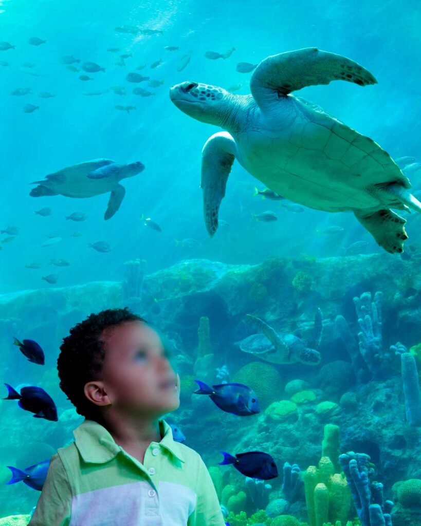 como-e-area-manta-seaworld-orlando-turtle-trek-dicas-uteis-disney